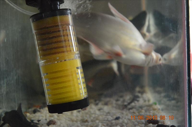 fish tank purifier